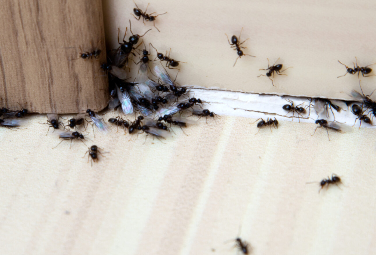 Det saknas en beskrivning av den här bilden, berätta gärna det för oss genom att skicka ett mail med länken till den här sidan till info@karlshamnsbostader.se